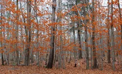 sieur_de_monts_web14.jpg