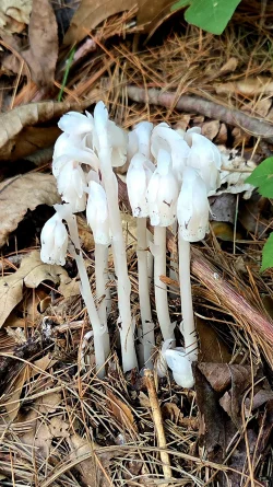 Ghost pipe Photo: Ellen Simard