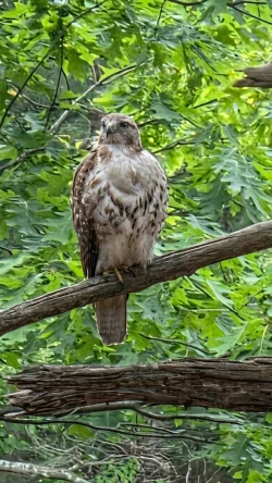 Hawk Photo: Ellen Simard