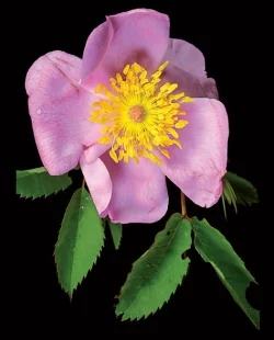 smooth_rose_jenkins.jpg Photo: Jerry Jenkins