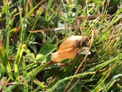 snail_web.jpg