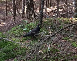 spruce_grouse_trail_web.jpg