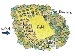 stump11.jpg Photo: Joseph Smith Illustration