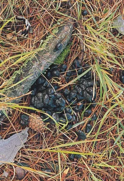 stump4.jpg Photo: Robert K. Olenjniczak