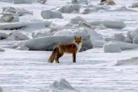 Fox hunting thumbnail
