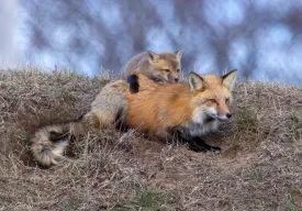 Fox mama thumbnail