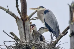 Heron rookery Photo: Karen Suhrhoff