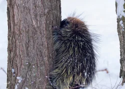 Porcupine Photo: Karen Suhrhoff