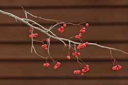 Hawthorn berries Photo: Judy Sweet