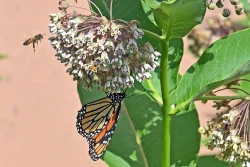 Pollinators Photo: Judy Sweet