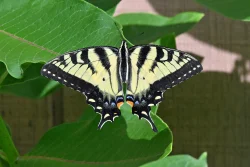Tiger swallowtail Photo: Judy Sweet