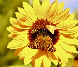 Moth Photo: Pat Thomas
