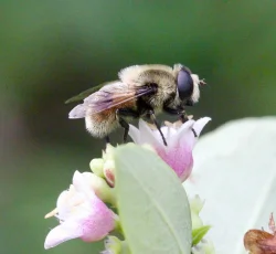 Bee mimic Photo: Pat Thomas
