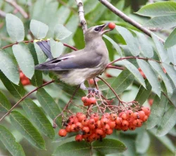 Cedar waxwing Photo: Pat Thomas