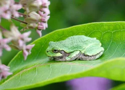 Frog on milkweed Photo: Pat Thomas