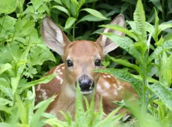 Fawn Photo: Pat Thomas