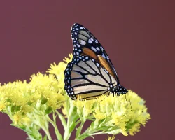 Monarch Photo: Pat Thomas