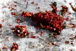 Staghorn sumac Photo: Liz Thompson