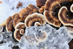 Turkeytail Photo: Liz Thompson