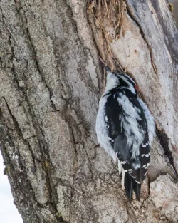 tig_birds1_web.jpg