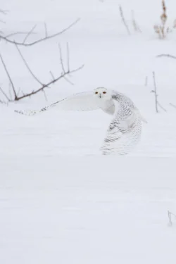 tig_owl_flying_web.jpg