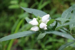 turtlehead_blooms_web.jpg