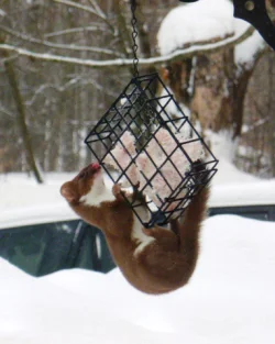 weasel1michaelclough_web.jpg