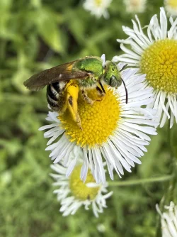 Fleabane Photo: Alice Webb