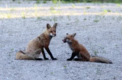 Fox family Photo: Alice Webb