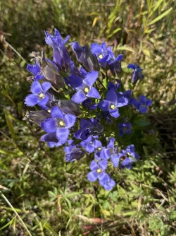 Gentians Photo: Carolyn Wheeler