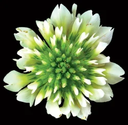white_clover_jenkins.jpg Photo: Jerry Jenkins
