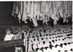 wilcox_5_800.jpg Photo: The Jones Township Historical Interest Group Collection