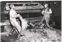 wilcox_7_800.jpg Photo: The Jones Township Historical Interest Group Collection
