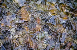 wild_water_8.jpg Photo: John Snell