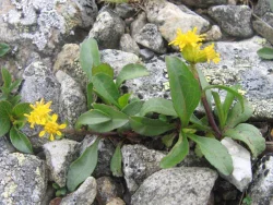 wildflower12.jpg Photo: Doug Weihrauch