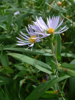 wildflower14.jpg Photo: Doug Weihrauch