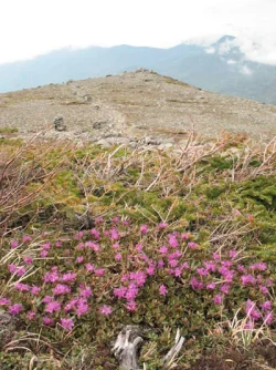 wildflower15.jpg Photo: Doug Weihrauch