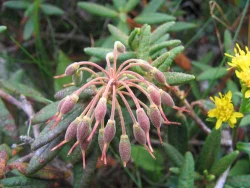 wildflower17.jpg Photo: Doug Weihrauch