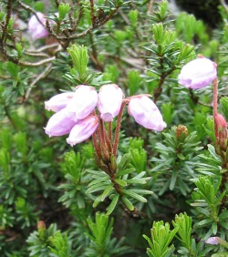 wildflower18.jpg Photo: Doug Weihrauch
