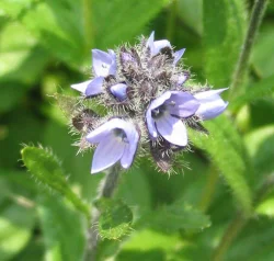 wildflower19.jpg Photo: Doug Weihrauch