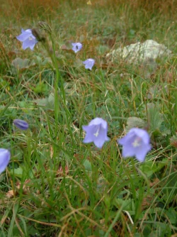 wildflower21.jpg Photo: Doug Weihrauch