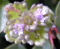 wildflower22.jpg Photo: Doug Weihrauch