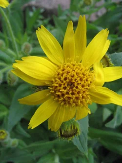 wildflower3.jpg Photo: Doug Weihrauch