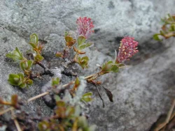 wildflower4.jpg Photo: Doug Weihrauch