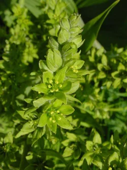 wildflower5.jpg Photo: Doug Weihrauch