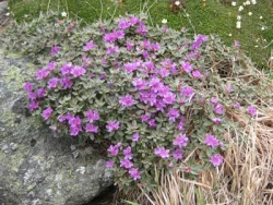 wildflower7.jpg Photo: Doug Weihrauch