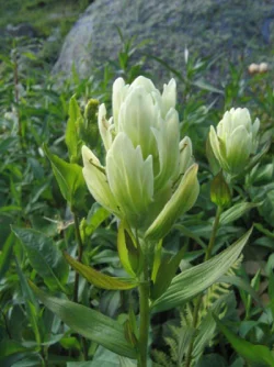 wildflower9.jpg Photo: Doug Weihrauch
