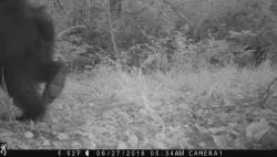 wildlifephotos11_w.jpg Photo: Sonia DeYoung