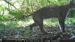 wildlifephotos1_A_w.jpg Photo: Sonia DeYoung