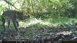 wildlifephotos1_w.jpg Photo: Sonia DeYoung